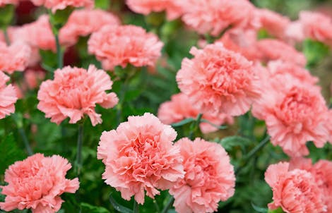 Photograph of a carnation