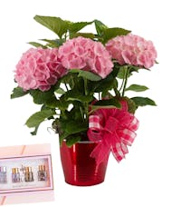 Blooming Plant and Perfume Gift