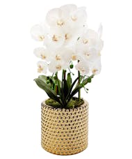 White Orchids in Gold Hammered Pot