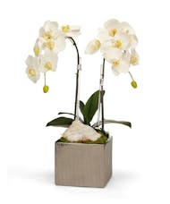 Double White Orchids in Silver
