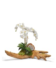 Orchid with Agate on  Driftwood