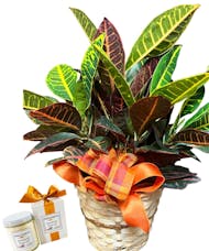 Croton Candle Package