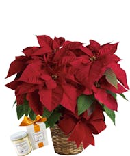 Poinsettia Candle Package