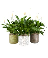 6 Inch Peace Lily Upgraded Pot