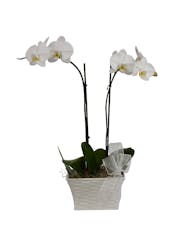 Double White Orchid