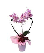 Heart-Shaped Phalaenopsis Orchids