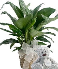 Peace Lily with Giving Bear