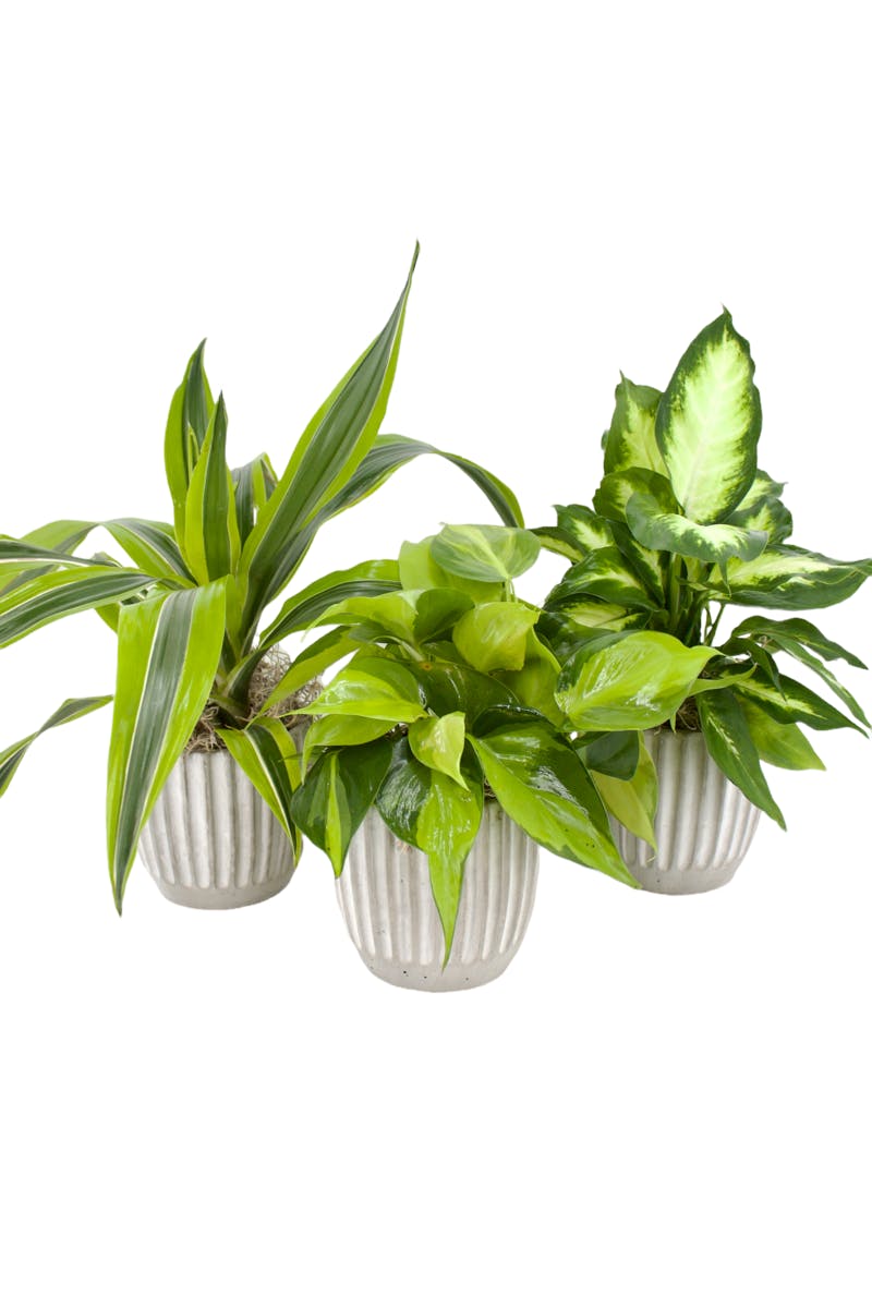 4 Inch Seasonal Plant Plants Memphis TN, Pugh's Flowers