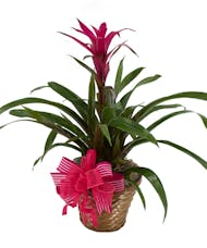 Tropical Blooming Bromeliad Plant