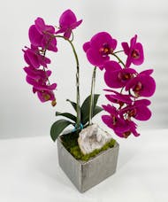 Purple Silk Orchid