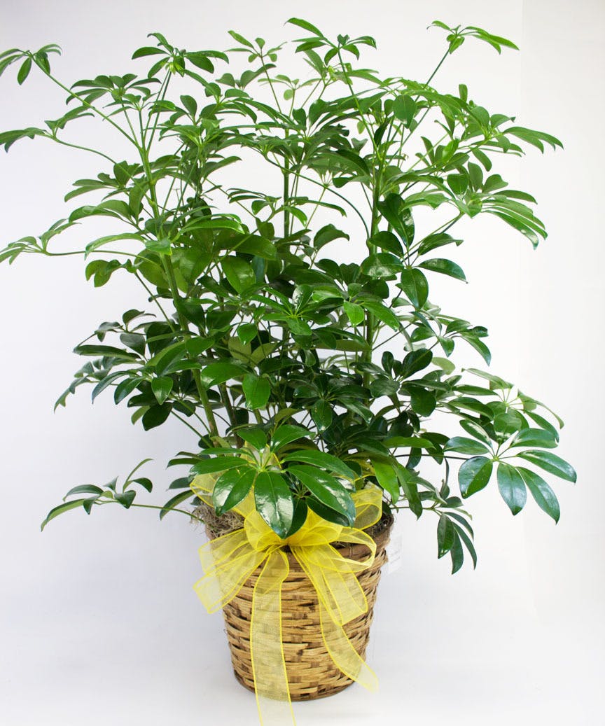 Sympathy Flowers For The Home Pugh's Flowers Memphis TN